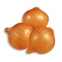 STUTTGART ONION BULBS 21/24 KG. 1