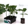 CUCUMBER JAZZER HALF LONG TRAY OF 6 SEEDS