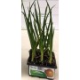 ONION GOLDEN OF PARMA TRAY OF 12 SEEDS