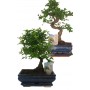 BONSAI MIX VASE CM. 15