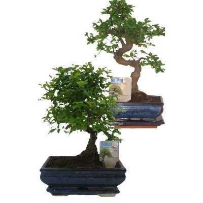 BONSAI MIX VASO CM. 15 