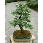 BONSAI OLIVE DECO