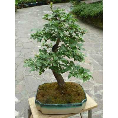 BONSAI OLIVE DECO
