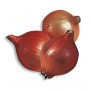 BULBI DI CIPOLLA ROSSA 14/21 GR. 500 