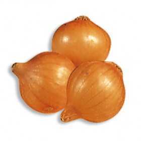 STUTTGART ONION BULBS 21/24 KG. 1