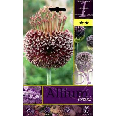 ALLIUM FORELOCK FLOWER BULBS N. 1