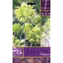 ALLIUM OBLIQUUM FLOWER BULBS N. 1