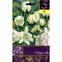 FRITILLARIA MELEAGRIS ALBA FLOWER BULBS N. 5