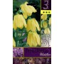 BULBI DI FIORE FRITILLARIA PALLIDIMORA N. 3 