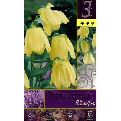 BULBI DI FIORE FRITILLARIA PALLIDIMORA N. 3 