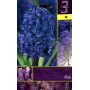 HYACINTHUS AIDA FLOWER BULBS N. 3