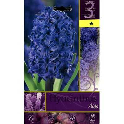BULBI DI FIORE HYACINTHUS AIDA N. 3 
