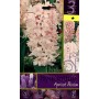 HYACINTHUS APRICOT PASSION FLOWER BULBS N. 3
