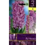 HYACINTHUS PAUL HEMANN FLOWER BULBS N. 3