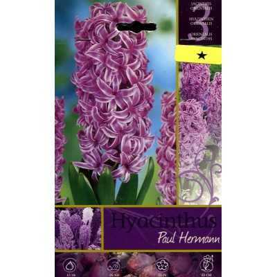 HYACINTHUS PAUL HEMANN FLOWER BULBS N. 3