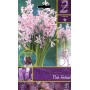 BULBI DI FIORE HYACINTHUS PINK FESTIVAL N. 2 