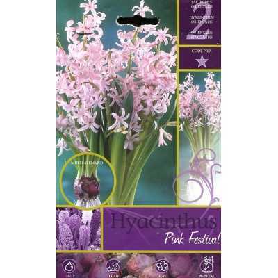 HYACINTHUS PINK FESTIVAL FLOWER BULBS N. 2