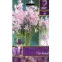 HYACINTHUS PINK FESTIVAL FLOWER BULBS N. 2