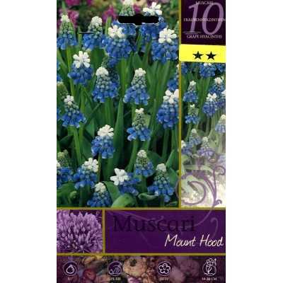 MOUNT HOOD MUSCLE FLOWER BULBS N. 10