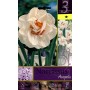 NARCISSUS ACROPOLIS FLOWER BULBS N. 3