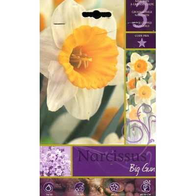 NARCISSUS BIG GUN FLOWER BULBS N. 3