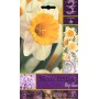 NARCISSUS BIG GUN FLOWER BULBS N. 3