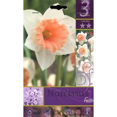 NARCISSUS FAITH FLOWER BULBS N. 3