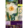 BULBI DI FIORE NARCISSUS HIGHT SOCIETY N. 3 