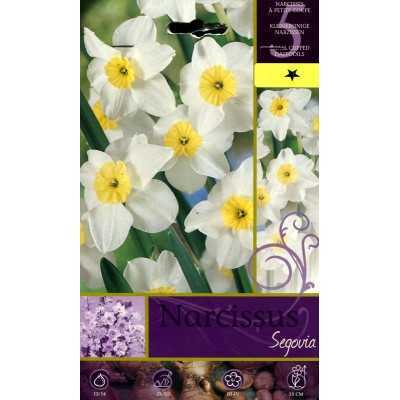 BULBI DI FIORE NARCISSUS SEGOVIA N. 5 