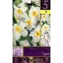 BULBI DI FIORE NARCISSUS SEGOVIA N. 5 
