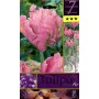 TULIPA AIR FLOWER BULBS N. 7