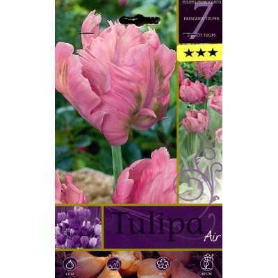 BULBI DI FIORE TULIPA AIR N. 7 
