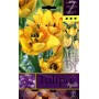 BULBI DI FIORE TULIPA AQUILLA N. 7 