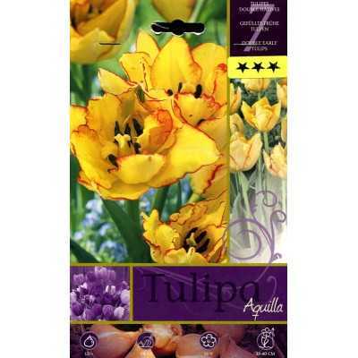 TULIPA AQUILLA FLOWER BULBS N. 7