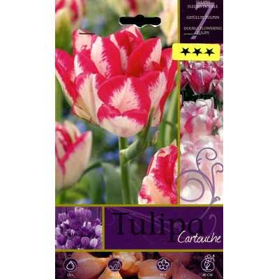 CARTOUCHE TULIPA FLOWER BULBS N. 7