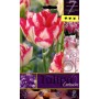 CARTOUCHE TULIPA FLOWER BULBS N. 7