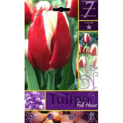 TULIPA FLOWER BULBS FULL HOUSE N. 7