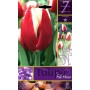 TULIPA FLOWER BULBS FULL HOUSE N. 7