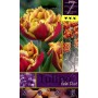 BULBI DI FIORE TULIPA GOLD DUST N. 7 