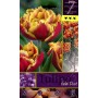 GOLD DUST TULIP FLOWER BULBS N. 7