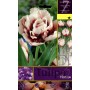 HORIZON TULIPA FLOWER BULBS N. 7