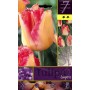 BULBI DI FIORE TULIPA LINGERIE N. 7 