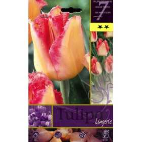 TULIPA LINGERIE FLOWER BULBS N. 7