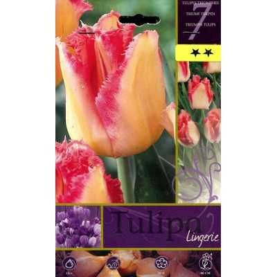 TULIPA LINGERIE FLOWER BULBS N. 7