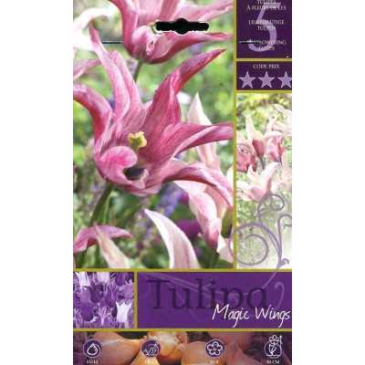 MAGIC WINGS TULIP FLOWER BULBS N. 5