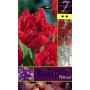 PETTICOAT TULIPA FLOWER BULBS N. 7