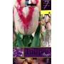 BULBI DI FIORE TULIPA PLAYGIRL N. 7 