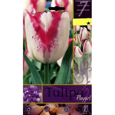 PLAYGIRL TULIP FLOWER BULBS N. 7