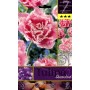 QUEENSLAND TULIPA FLOWER BULBS N. 7
