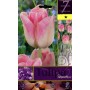 SHOWBIZZ TULIP FLOWER BULBS No. 7